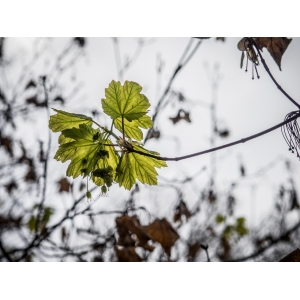 Acer neapolitanum Ten. (Érable de Naples)