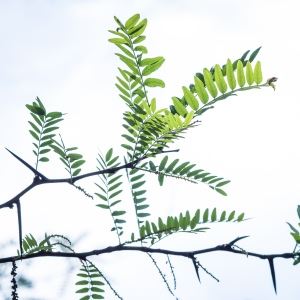 Photographie n°238214 du taxon Gleditsia triacanthos L. [1753]