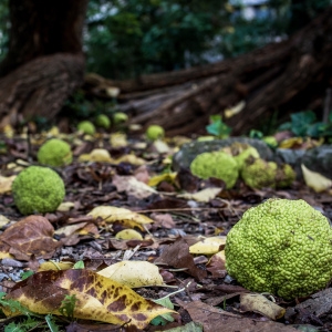 Photographie n°238283 du taxon Maclura pomifera (Raf.) C.K.Schneid. [1906]