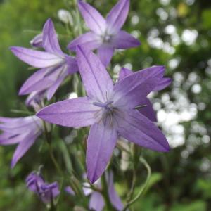 Photographie n°238298 du taxon Campanula rapunculus L. [1753]