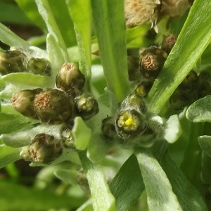 Gnaphalium uliginosum var. lasiocarpum Schur (Cotonnière des fanges)