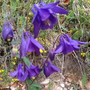 Photographie n°238332 du taxon Aquilegia vulgaris L. [1753]