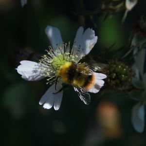 Photographie n°238336 du taxon Rubus laciniatus (Weston) Willd. [1806]