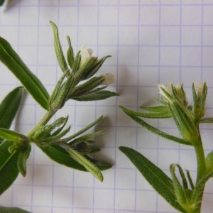 Photographie n°238342 du taxon Lithospermum arvense L.