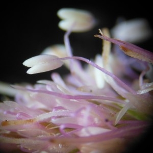 Photographie n°238346 du taxon Plantago media L.