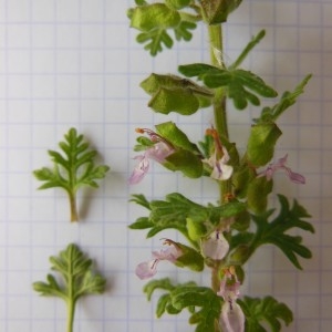 Photographie n°238353 du taxon Teucrium botrys L.