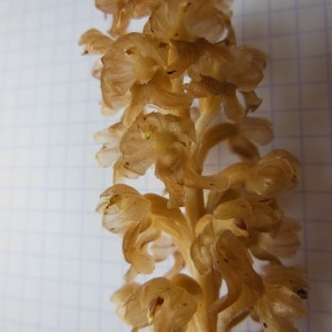 Photographie n°238355 du taxon Neottia nidus-avis (L.) Rich.
