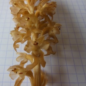 Photographie n°238356 du taxon Neottia nidus-avis (L.) Rich.