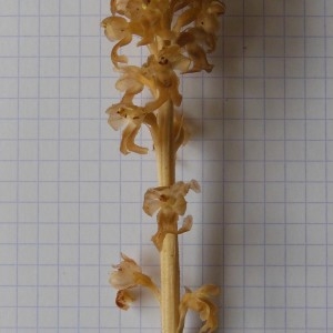 Photographie n°238358 du taxon Neottia nidus-avis (L.) Rich.