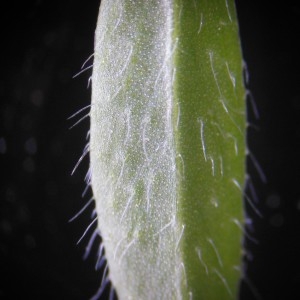 Photographie n°238361 du taxon Vicia lutea L.