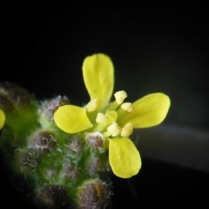 Photographie n°238365 du taxon Sisymbrium officinale (L.) Scop.