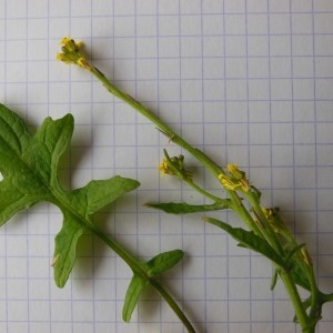 Photographie n°238367 du taxon Sisymbrium officinale (L.) Scop.