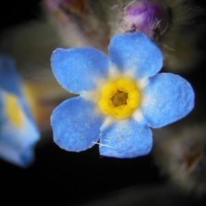 Photographie n°238370 du taxon Myosotis arvensis (L.) Hill