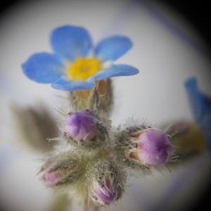 Photographie n°238371 du taxon Myosotis arvensis (L.) Hill