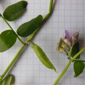 Photographie n°238373 du taxon Vicia sepium L.