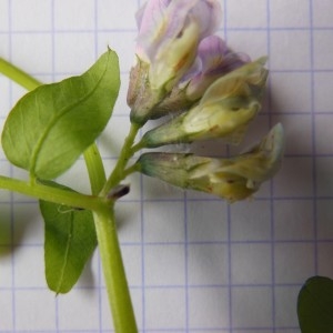 Photographie n°238380 du taxon Vicia sepium L.