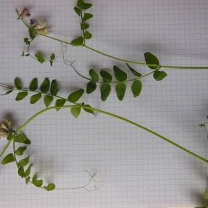 Photographie n°238381 du taxon Vicia sepium L.