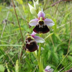 Photographie n°238393 du taxon Ophrys fuciflora subsp. fuciflora 