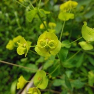 Photographie n°238402 du taxon Euphorbia amygdaloides L.