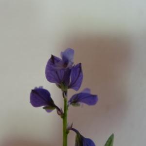 Photographie n°238436 du taxon Polygala vulgaris L. [1753]