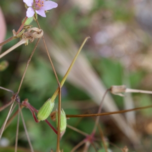 Photographie n°238456 du taxon Erodium laciniatum (Cav.) Willd. [1800]