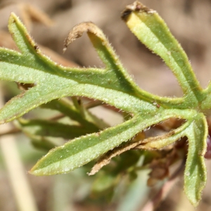 Erodium laciniatum (Cav.) Willd. (Bec-de-grue lacinié)