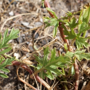 Photographie n°238460 du taxon Erodium laciniatum (Cav.) Willd. [1800]