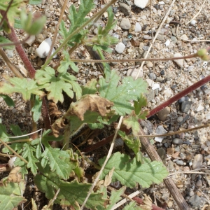 Photographie n°238461 du taxon Erodium laciniatum (Cav.) Willd. [1800]