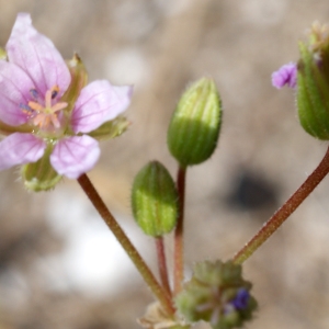 Photographie n°238462 du taxon Erodium laciniatum (Cav.) Willd. [1800]