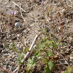 Photographie n°238463 du taxon Erodium laciniatum (Cav.) Willd. [1800]