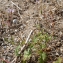  Liliane Roubaudi - Erodium laciniatum (Cav.) Willd. [1800]