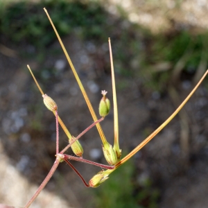 Photographie n°238465 du taxon Erodium laciniatum (Cav.) Willd. [1800]