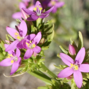 Photographie n°238490 du taxon Centaurium erythraea Rafn [1800]