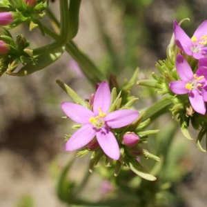 Photographie n°238492 du taxon Centaurium erythraea Rafn [1800]