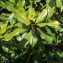  Denis Nespoulous - Magnolia grandiflora L. [1759]