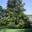  Denis Nespoulous - Magnolia grandiflora L. [1759]