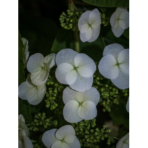 Hydrangea quercifolia W.Bartram