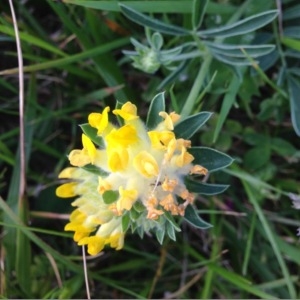 Photographie n°238564 du taxon Anthyllis vulneraria L. [1753]