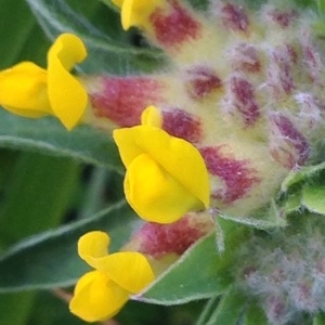 Photographie n°238565 du taxon Anthyllis vulneraria L. [1753]