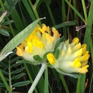 Photographie n°238566 du taxon Anthyllis vulneraria L. [1753]