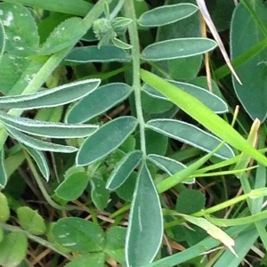 Photographie n°238568 du taxon Anthyllis vulneraria L. [1753]
