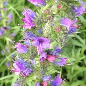 Photographie n°238575 du taxon Echium vulgare L. [1753]