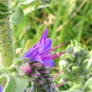 Photographie n°238576 du taxon Echium vulgare L. [1753]