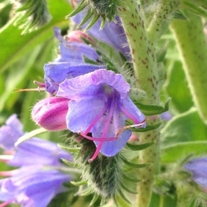 Photographie n°238577 du taxon Echium vulgare L. [1753]