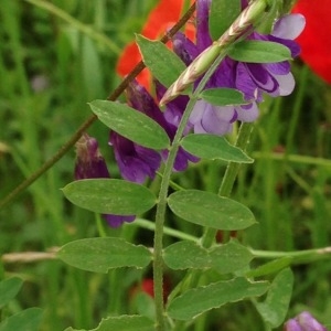 Photographie n°238584 du taxon Vicia tenuifolia Roth [1788]