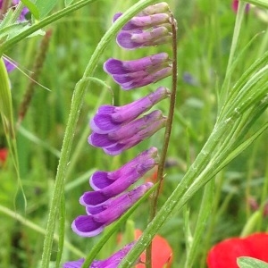 Photographie n°238586 du taxon Vicia tenuifolia Roth [1788]