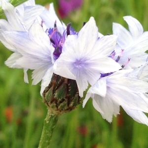 Photographie n°238588 du taxon Cyanus segetum Hill [1762]