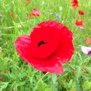 Photographie n°238598 du taxon Papaver rhoeas L. [1753]