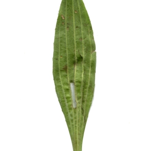 Photographie n°238601 du taxon Armeria arenaria (Pers.) Schult. [1820]