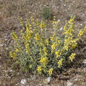 Photographie n°238602 du taxon Phlomis lychnitis L.